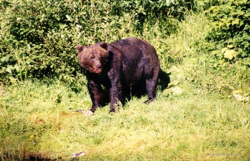 Grizzly bear